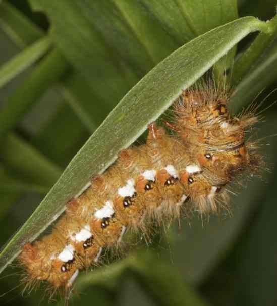 bruco dell'' Insugherata - Acronicta (Viminia) rumicis